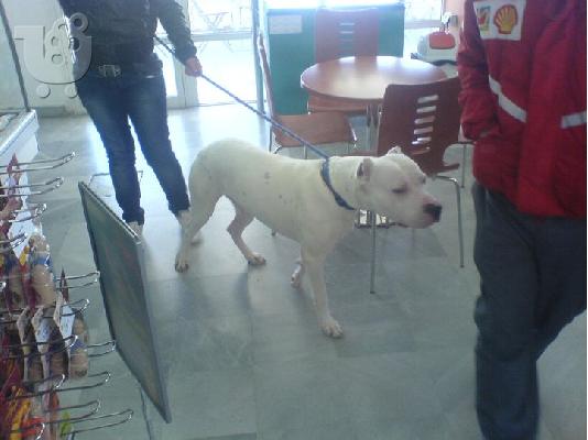 dogo argentino
